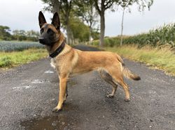 Belgian Fur Missiles Thunder